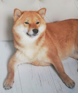 picture of dog