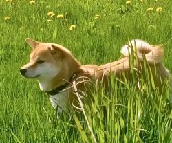 picture of dog
