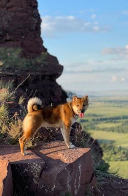 picture of dog