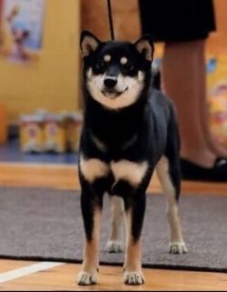 picture of dog