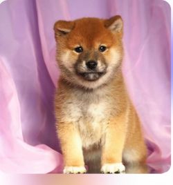 picture of dog