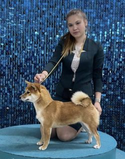 picture of dog