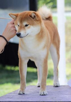 picture of dog