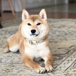 picture of dog