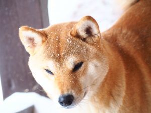 picture of dog