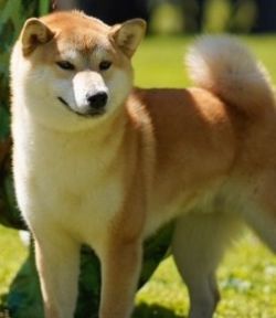 picture of dog