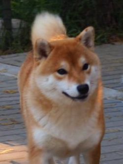 picture of dog