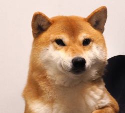 picture of dog