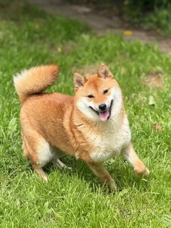 picture of dog