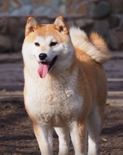 picture of dog