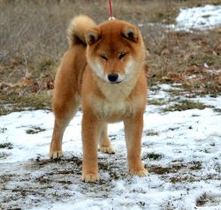 picture of dog