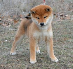 picture of dog