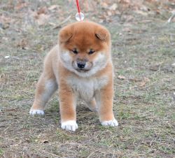 picture of dog