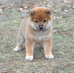 picture of dog