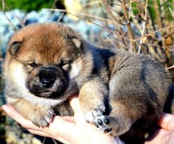 picture of dog