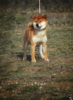 picture of dog