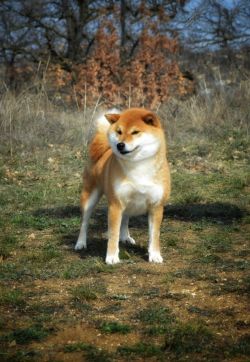 picture of dog