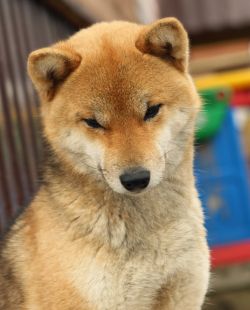 picture of dog