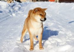 picture of dog