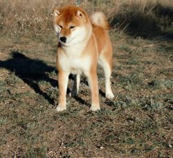 picture of dog