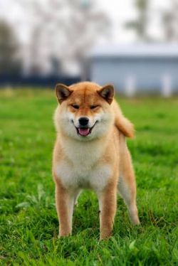 picture of dog