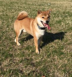 picture of dog