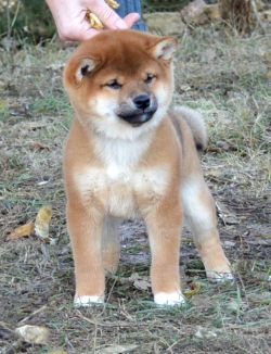 picture of dog