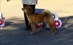 picture of dog