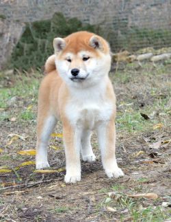 picture of dog