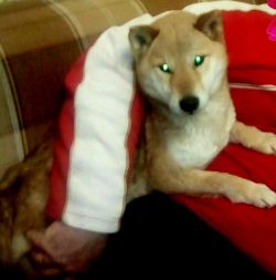 picture of dog