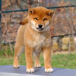 picture of dog