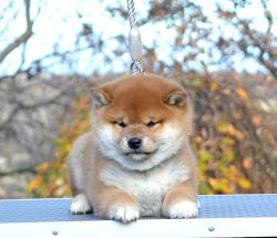 picture of dog