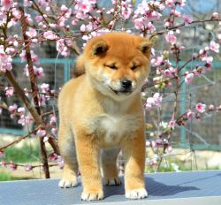 picture of dog
