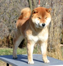 picture of dog