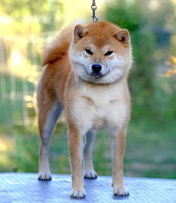 picture of dog