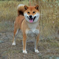 picture of dog
