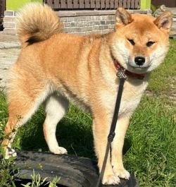 picture of dog