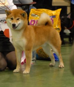 picture of dog