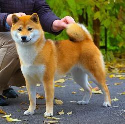 picture of dog