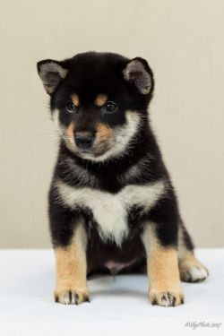 picture of dog