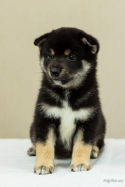 picture of dog