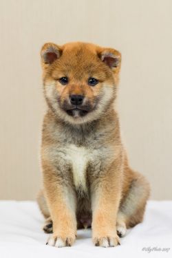 picture of dog