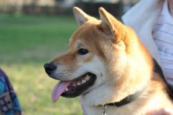 picture of dog