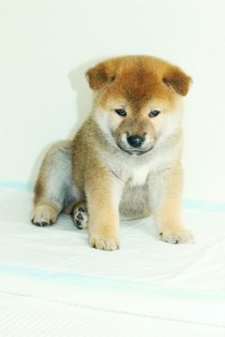 picture of dog