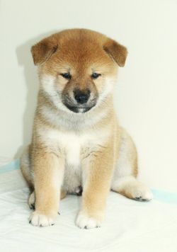 picture of dog