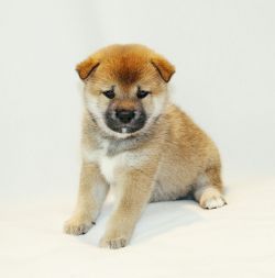 picture of dog
