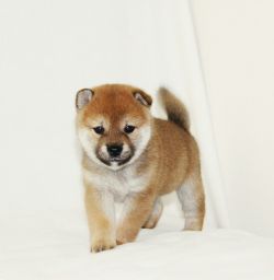 picture of dog