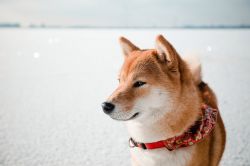 picture of dog