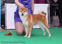 picture of dog