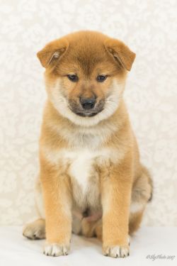 picture of dog